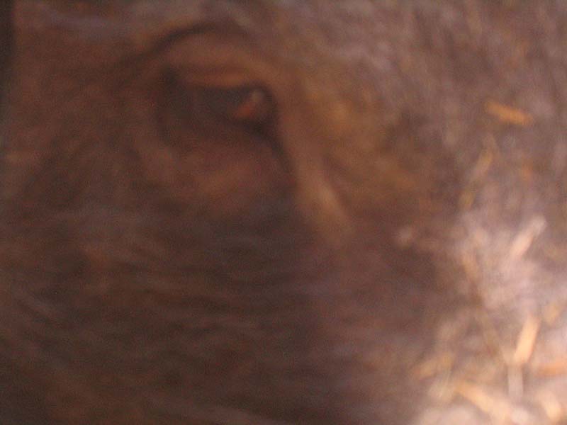 08-17-08_petting-zoo_Severin_83